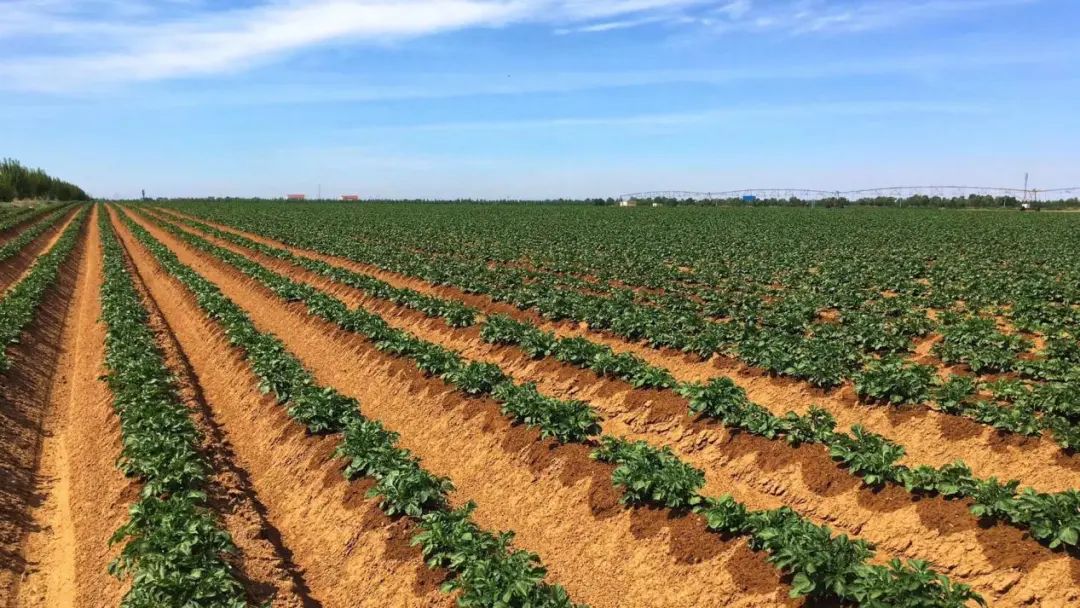 雪川农业集团网站(图7)